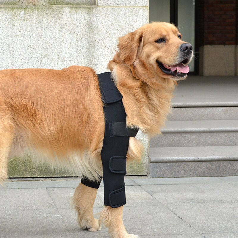 foto del prodotto bebusingoto tutore traspirante per gomito e spalla del cane, per eczema, displasia, osteoartrite, calli al gomito, compressione m 