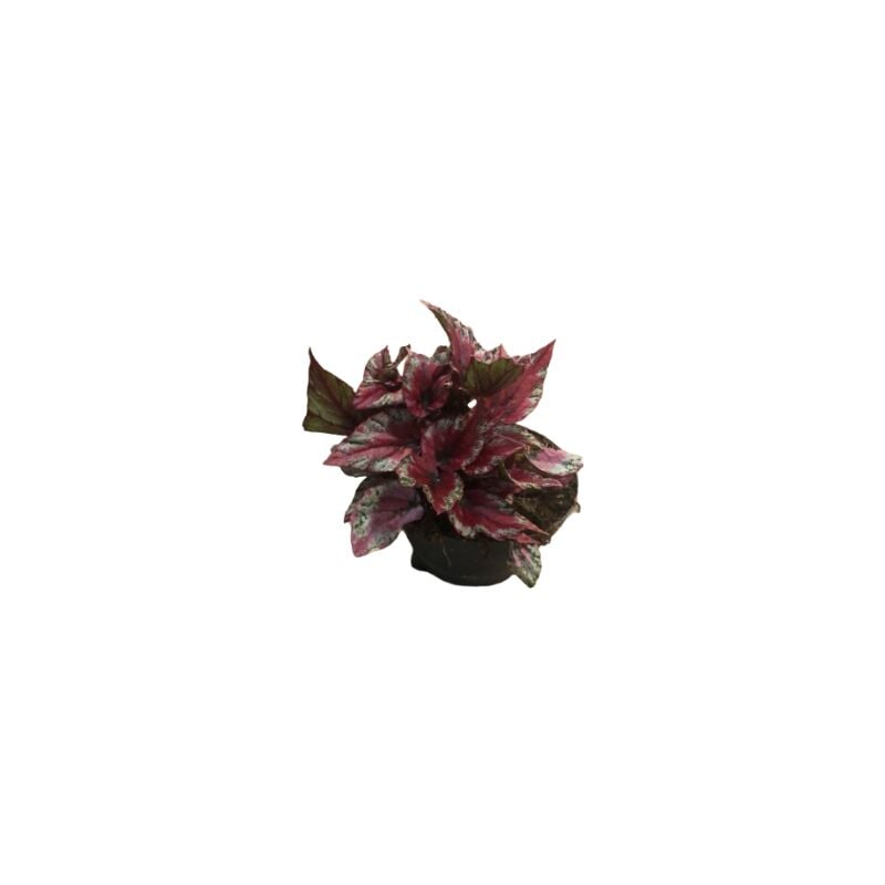 foto del prodotto begonia beleaf
