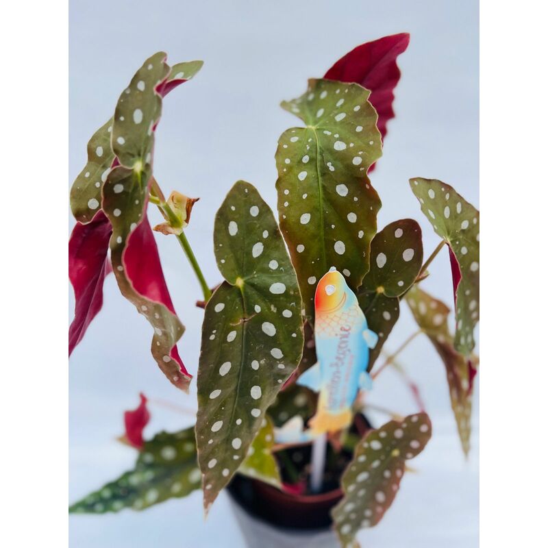 foto del prodotto begonia maculata wightii vaso 12cm foto reali h 30cm