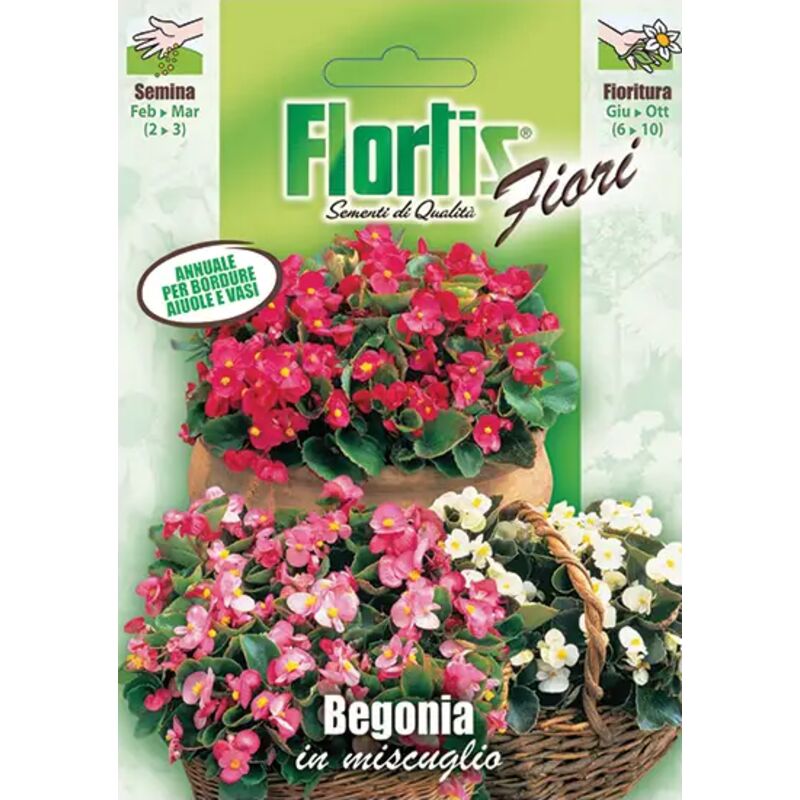 foto del prodotto begonia mix flortis