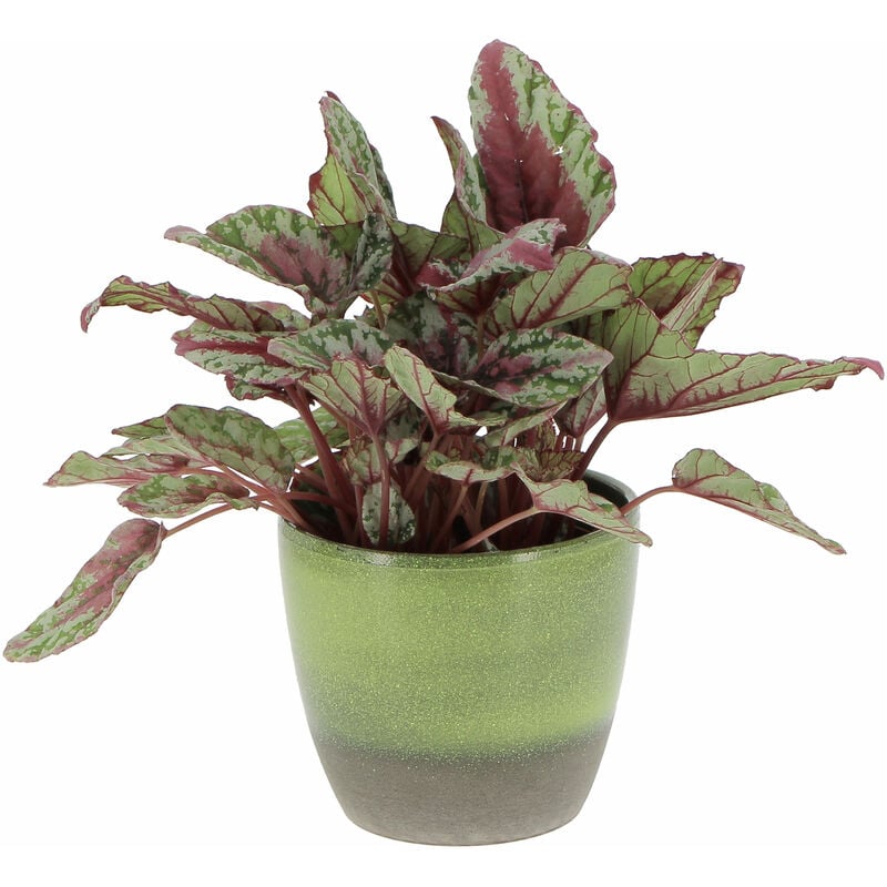 foto del prodotto begonia rex maui sunset con vaso in ceramica flora piante vere da interni h 25 30 cm vaso 12 cm