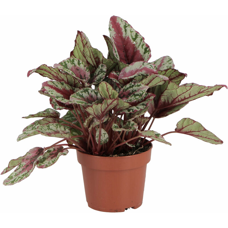 foto del prodotto begonia rex maui sunset piante vere da interni h 25 30 cm vaso 12 cm