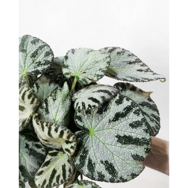 foto del prodotto begonia silver jewell piante pianta tropicali, perenni ornamentali vaso 15