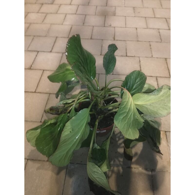 foto del prodotto bergenia cordifolia v17