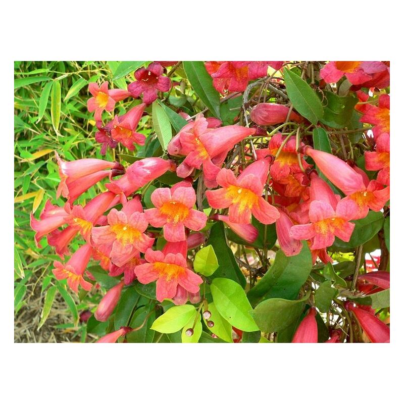 foto del prodotto bignonia campsis radicans vaso 18cm h 100 cm