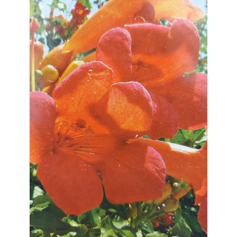 foto del prodotto bignonia radicans flamenco 
