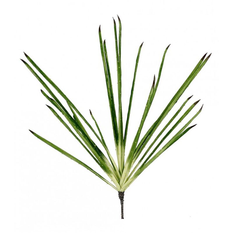 foto del prodotto bizzotto mazzetto pianta vivian con tonalit verdi 105 cm verde scuro