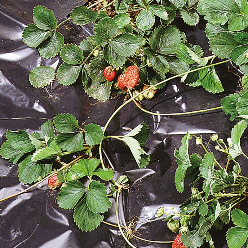 foto del prodotto black cover 1,50x20 m nero, film impermeabile antierbacce per pacciamatura ortaggi e fragole rotolo tenax