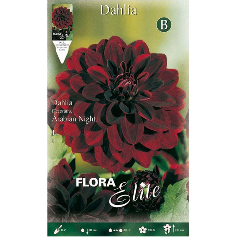 foto del prodotto blumen blumen dalia arabian night 1 bulbo
