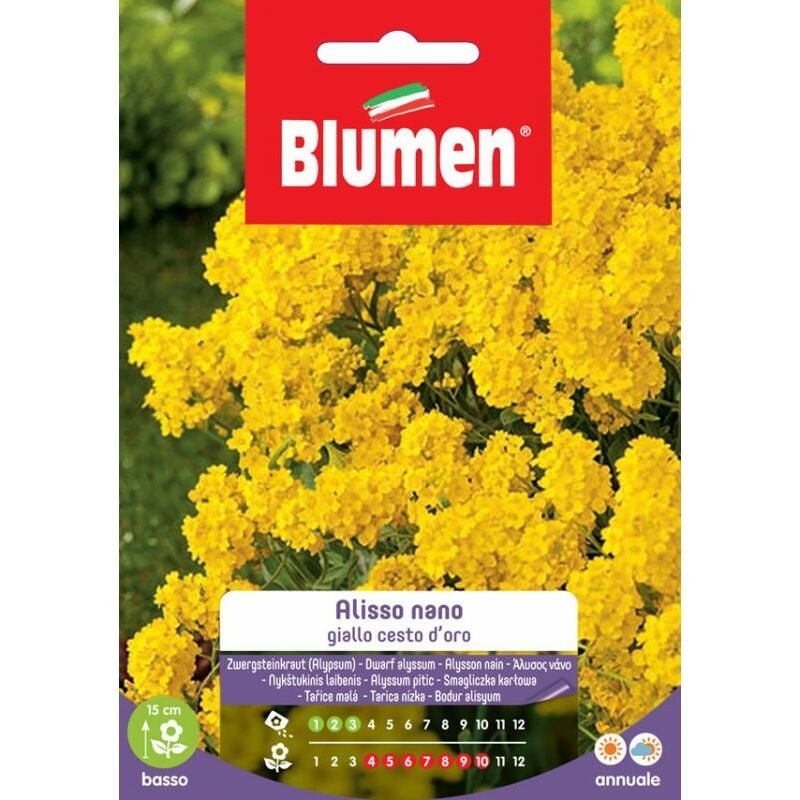 foto del prodotto blumen. semi di alisso nano giallo