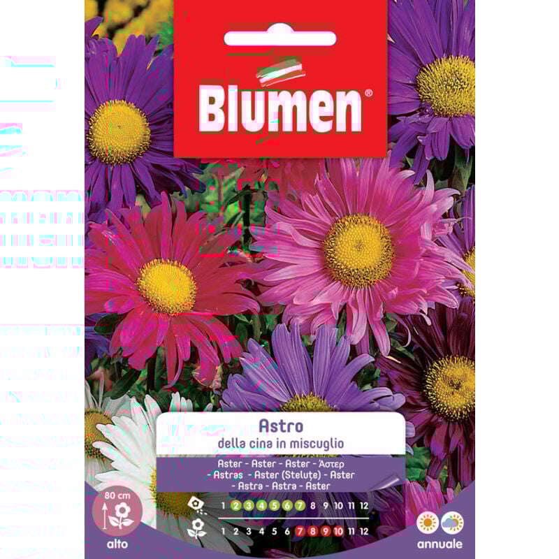 foto del prodotto blumen. semi di astro della cina