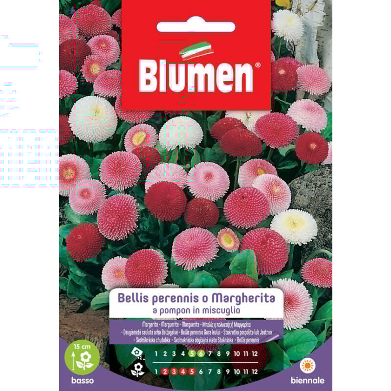 foto del prodotto blumen. semi di bellis perennis o margherita a pompon