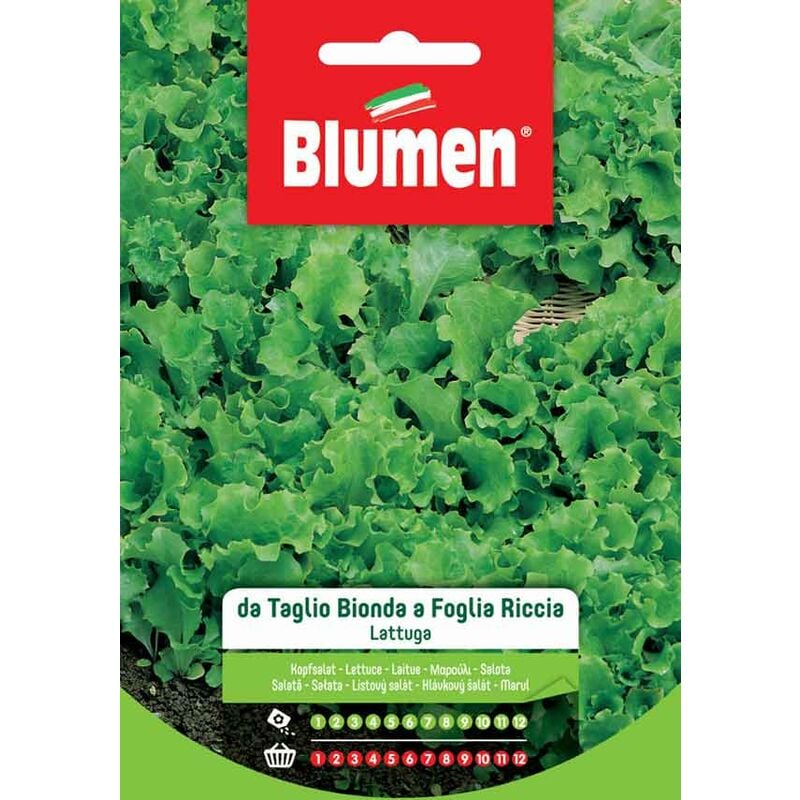 foto del prodotto blumen. semi di lattuga da taglio bionda a foglia liscia