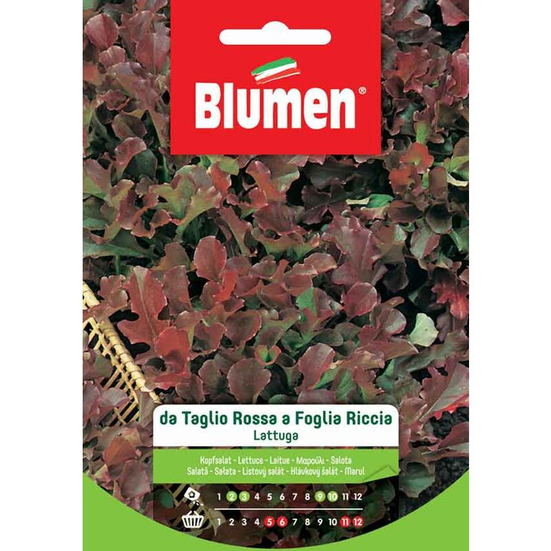 foto del prodotto blumen. semi di lattuga da taglio rossa a foglia riccia