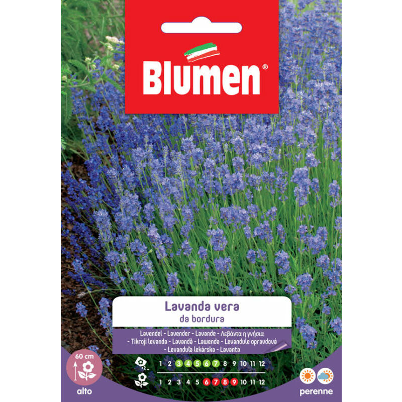 foto del prodotto blumen semi di lavanda vera da bordura