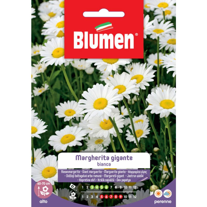 foto del prodotto blumen. semi di margherita gigante bianca