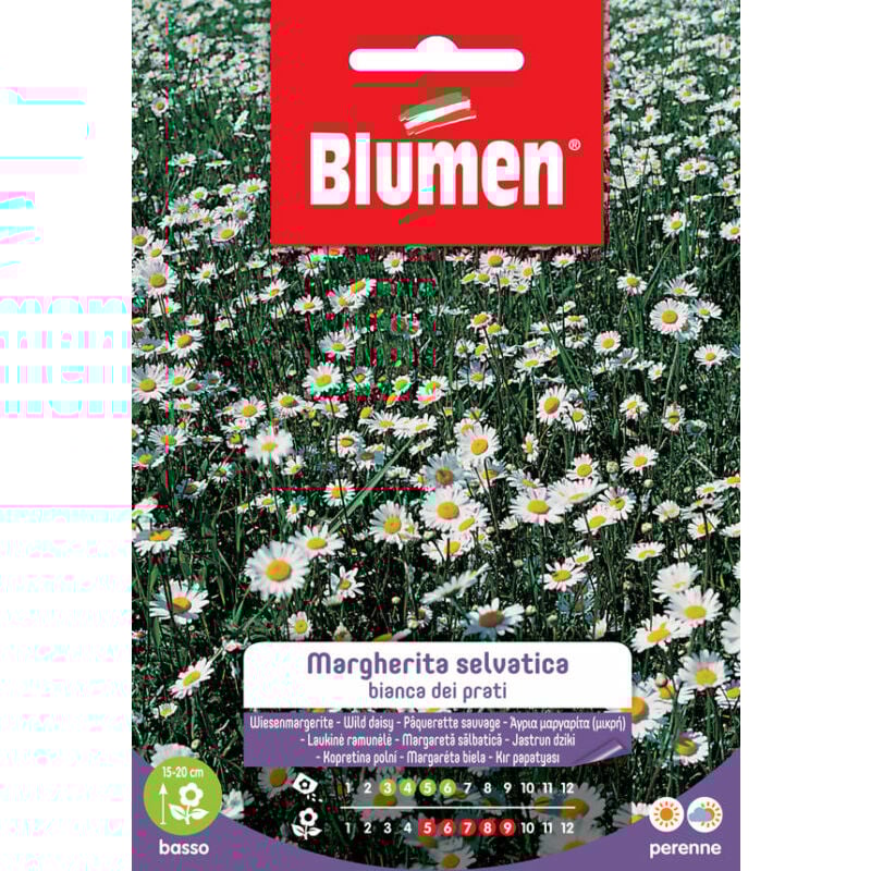 foto del prodotto blumen. semi di margherita selvatica