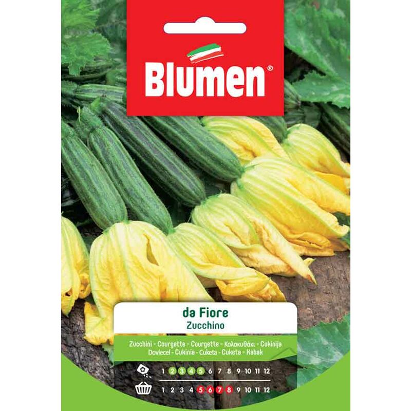 foto del prodotto blumen. semi di zucchino da fiore