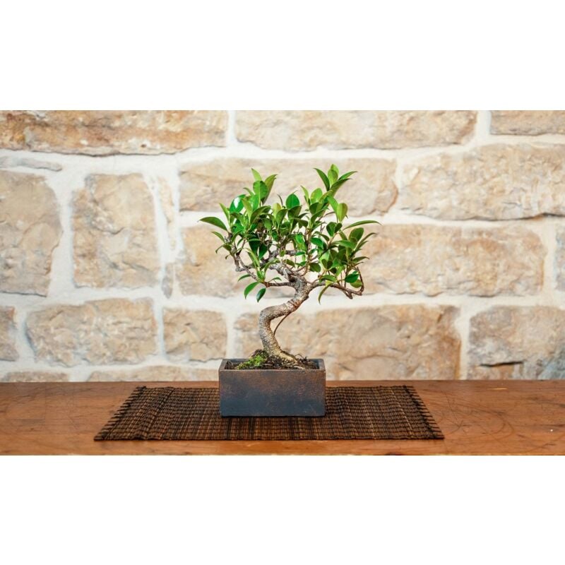 foto del prodotto bonsai 6 anni con portavaso decorativo orientale bronzantico