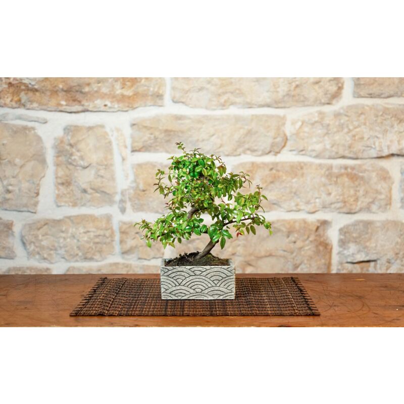 foto del prodotto bonsai 6 anni con portavaso decorativo orientale orientale