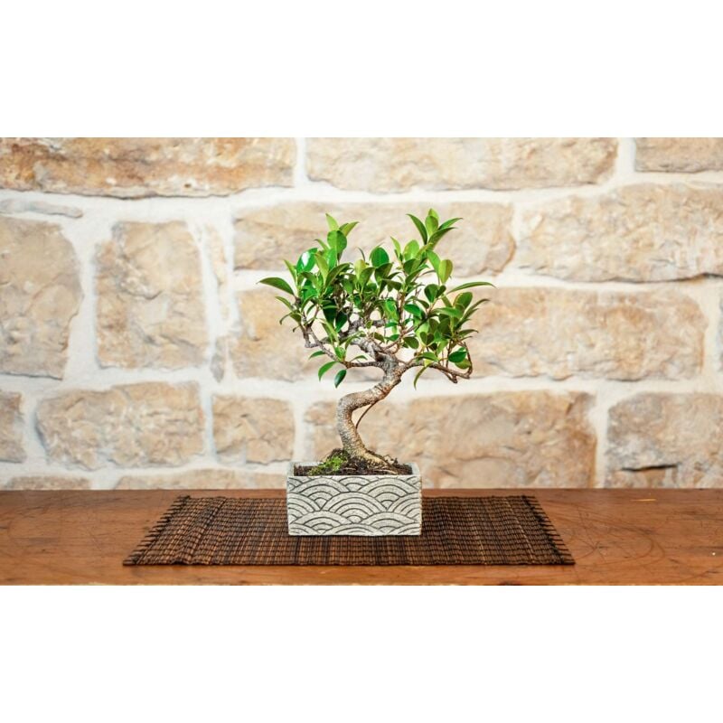 foto del prodotto bonsai 6 anni con portavaso decorativo orientale orientale