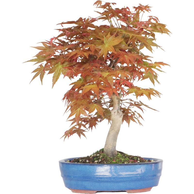 foto del prodotto bonsai acer palmatum yamamomiji bonsai di acero h 50 55 cm vaso 27,5