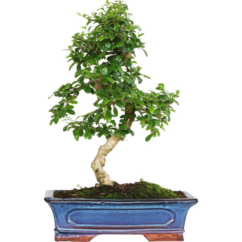 foto del prodotto bonsai carmona bonsai t del fukien t coreano h 20 30 cm vaso 15 cm