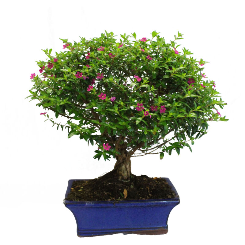 foto del prodotto bonsai cuphea hyssopifolia bonsai fiori h 30 35 cm vaso 20 cm