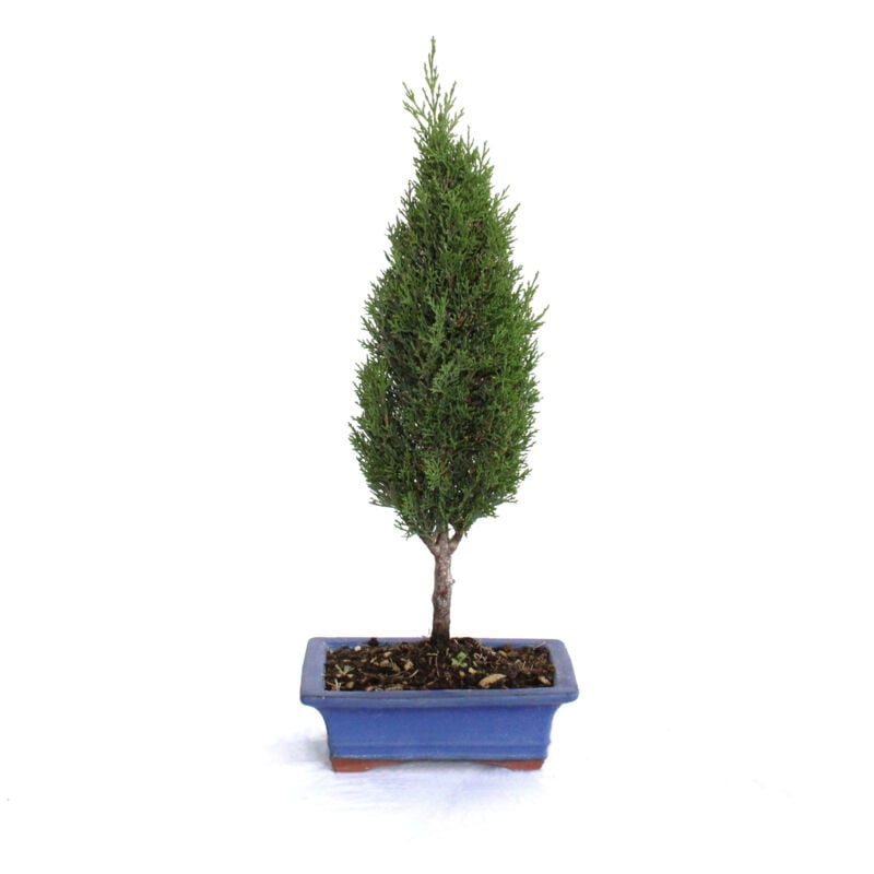 foto del prodotto bonsai cupressus sempervirens bonsai cipresso h 40 45 cm vaso 19 cm