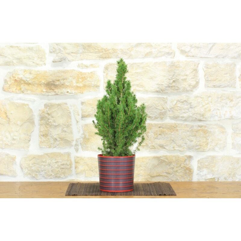 foto del prodotto bonsai di abete in vaso motivo scozzese rosso