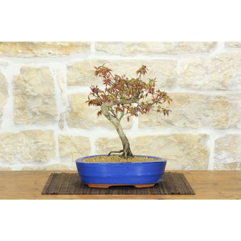 foto del prodotto bonsai di acero palmato 56 