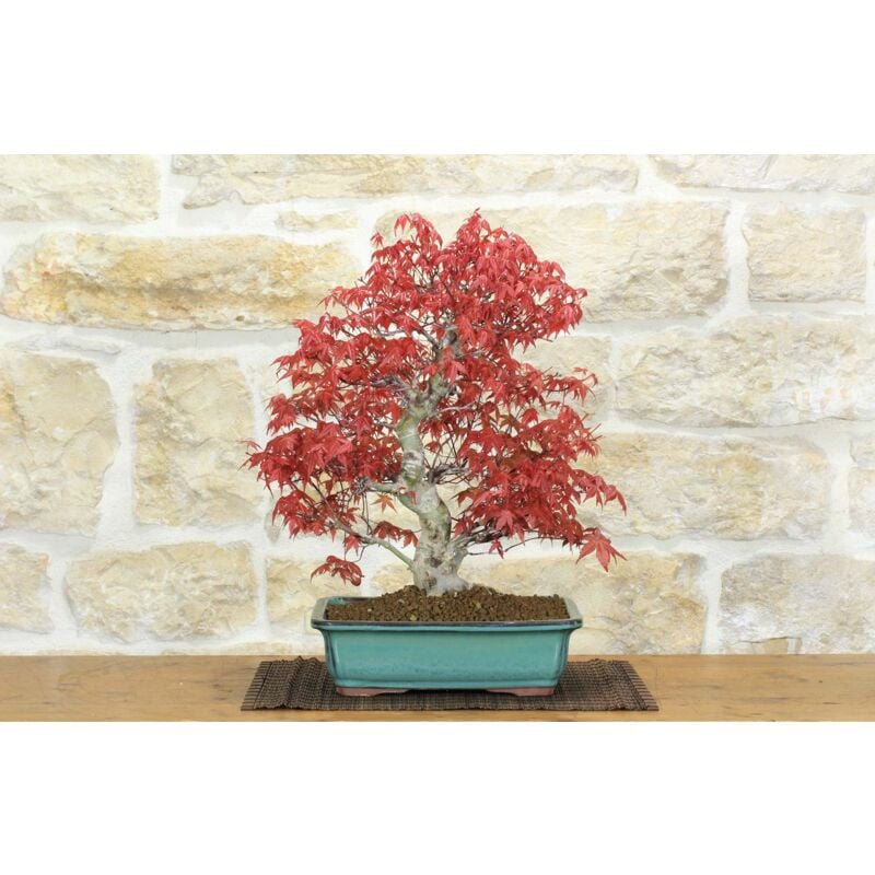 foto del prodotto bonsai di acero palmato deshojo 70 
