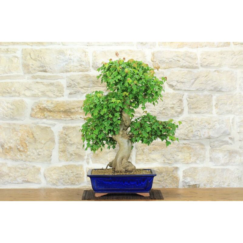 foto del prodotto bonsai di acero tridente 24 