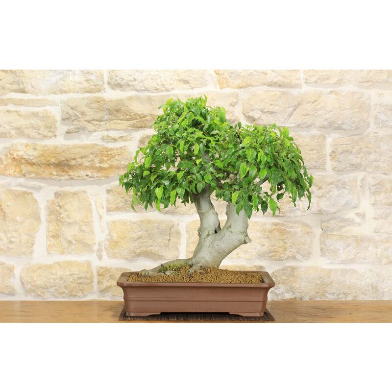 foto del prodotto bonsai di bagolaro 13 