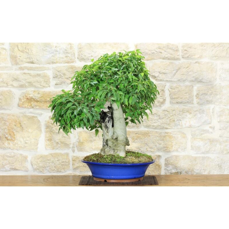 foto del prodotto bonsai di bagolaro 17 