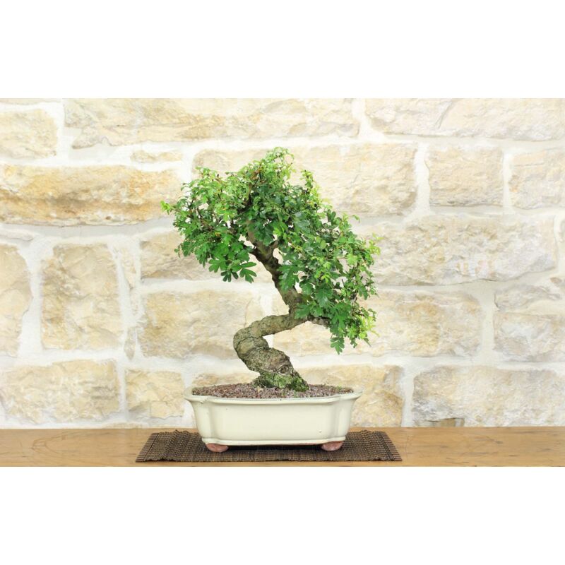 foto del prodotto bonsai di biancospino 30 
