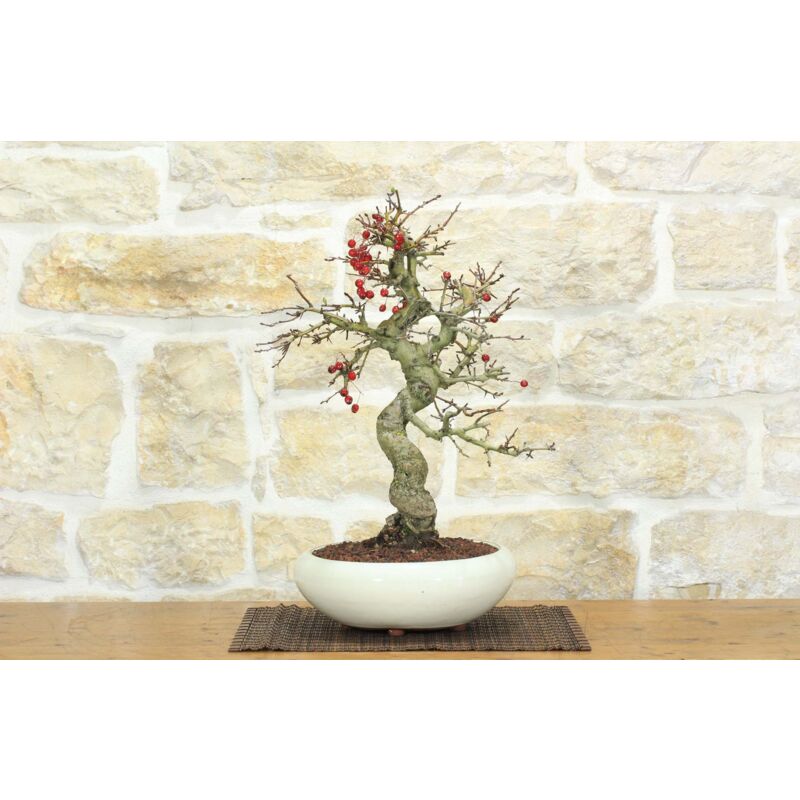 foto del prodotto bonsai di biancospino 31 