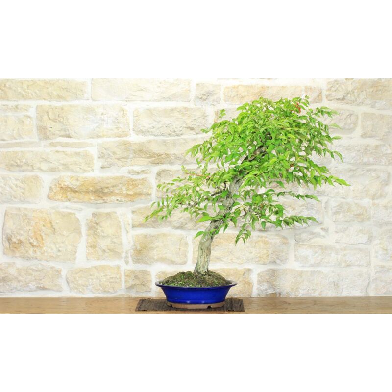 foto del prodotto bonsai di bignonia 12 