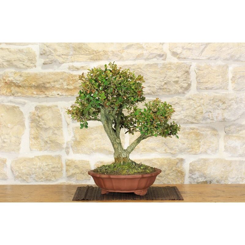 foto del prodotto bonsai di bosso 103 