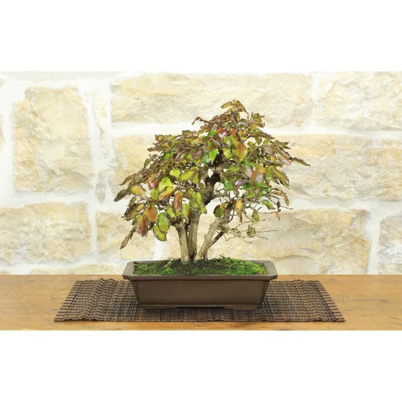 foto del prodotto bonsai di carpino coreano 12 