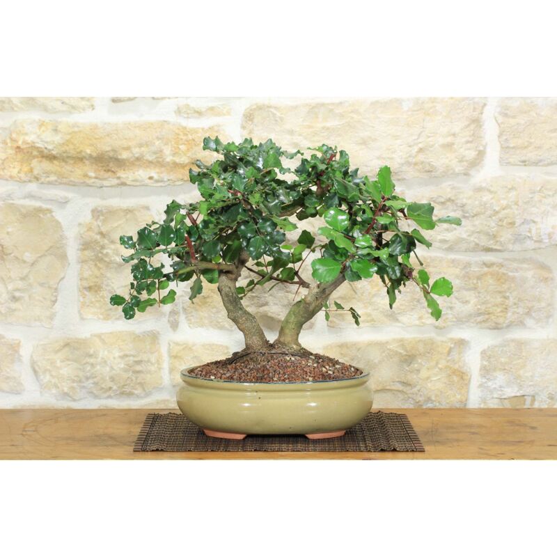 foto del prodotto bonsai di carrubo 70 