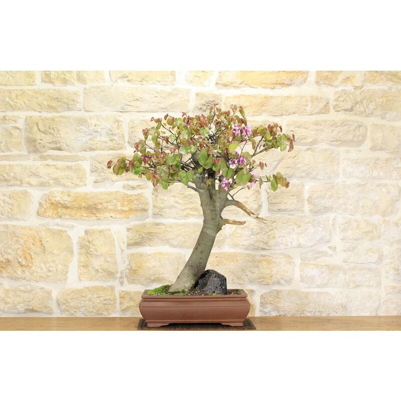 foto del prodotto bonsai di cercis - albero di giuda 62