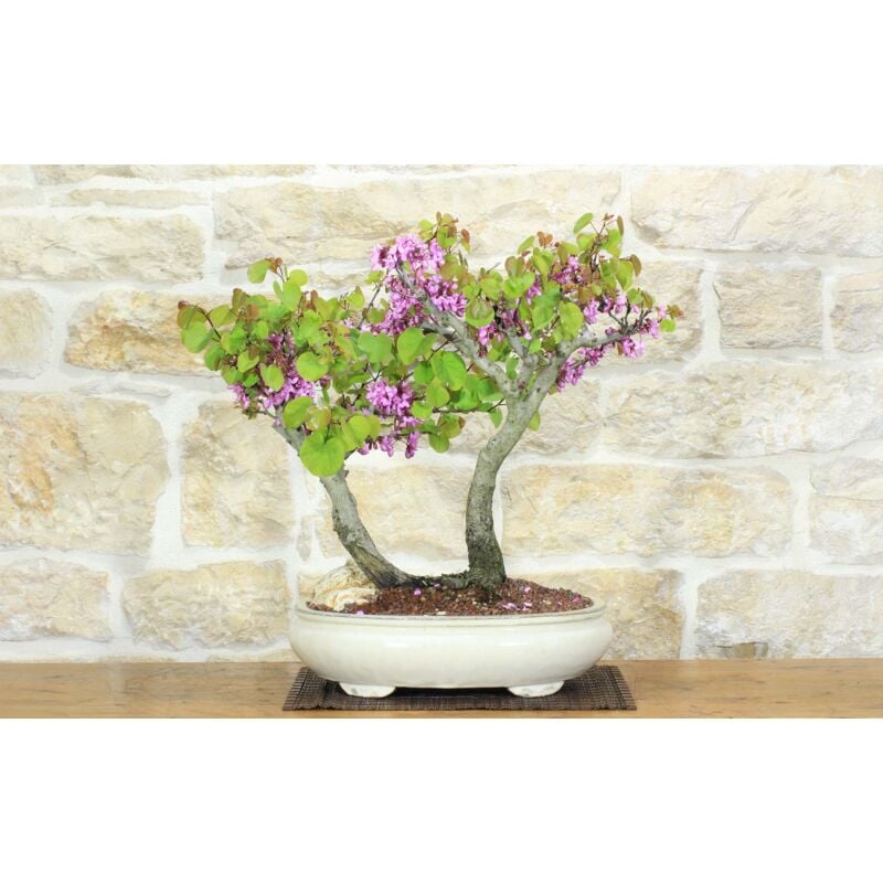 foto del prodotto bonsai di cercis albero di giuda 71 
