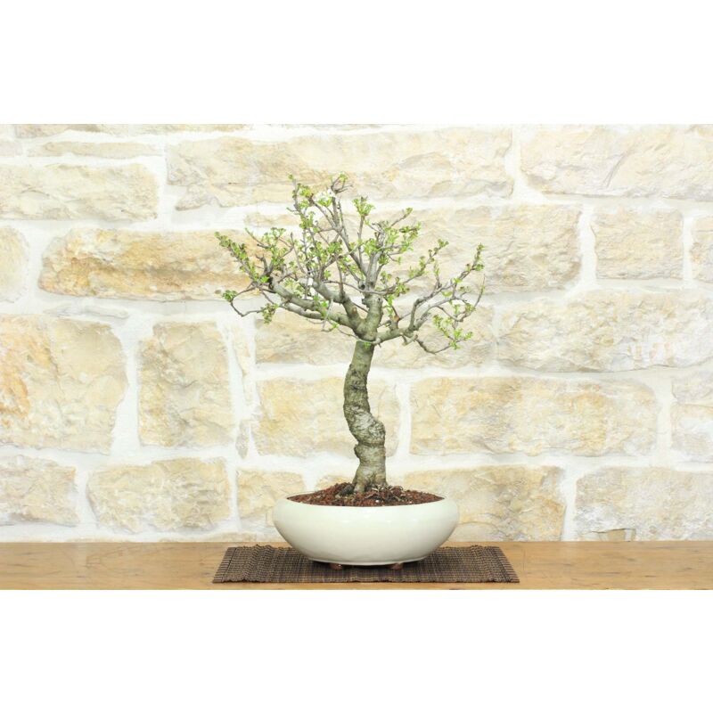 foto del prodotto bonsai di ciliegio selvatico 163 