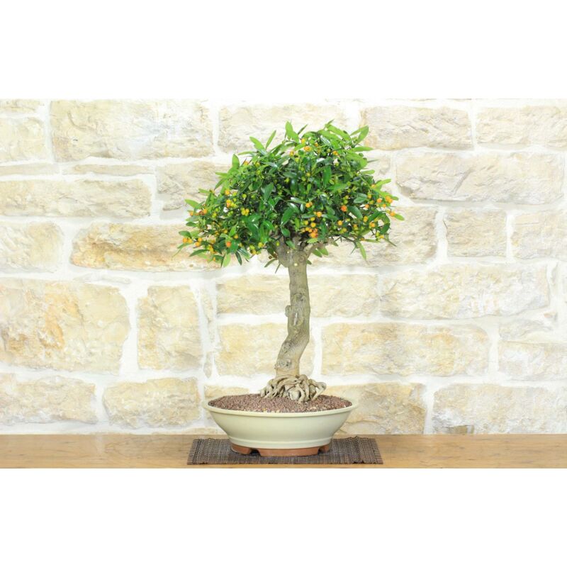 foto del prodotto bonsai di citrus kinzu 15 