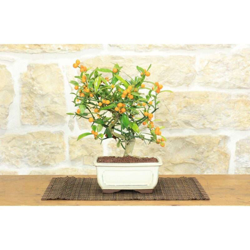 foto del prodotto bonsai di citrus kinzu 16 
