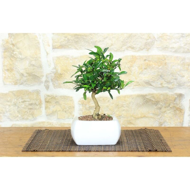 foto del prodotto bonsai di citrus kinzu in vaso quadro bianco
