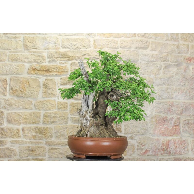 foto del prodotto bonsai di corniolo selvatico 99 