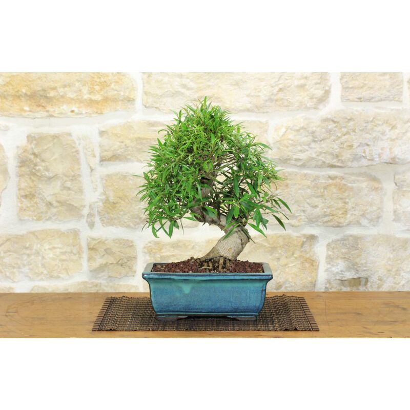 foto del prodotto bonsai di ficus neriifolia 6 