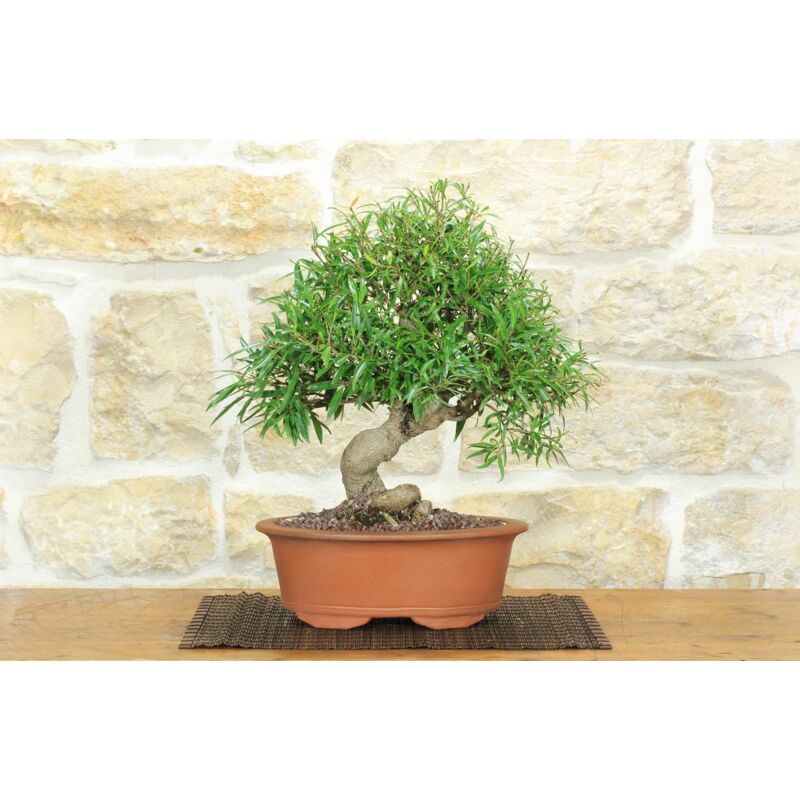 foto del prodotto bonsai di ficus neriifolia 8 